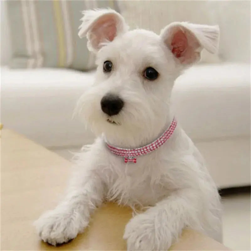 Crystal  Dog Collar - PawsMagics