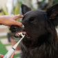 Pawsonic Clean™: Sonic Tooth Cleaner for Dogs PawsMagics