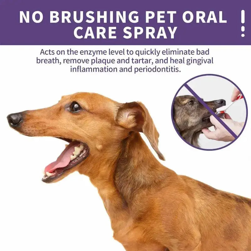 Teeth Cleaning Spray for Dogs & Cats - PawsMagics